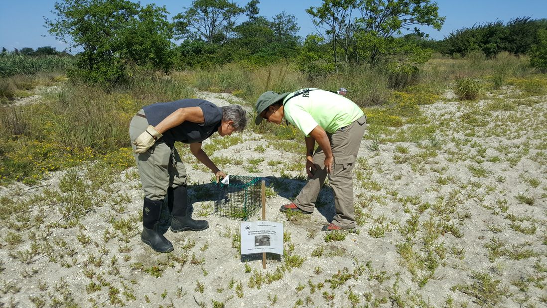 Ellen Pehek and Carla Garcia, ecologists with the NYC Parks Department, inspect the enclosure<br>